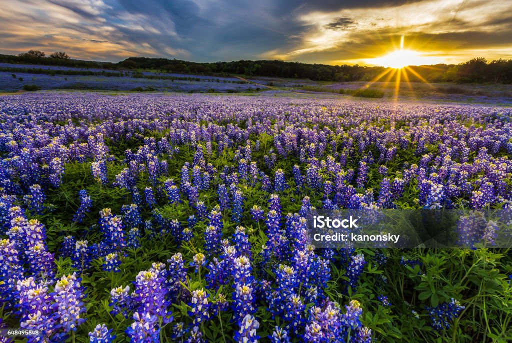 Texas bluebonnet field in sunset at Muleshoe Bend Recreation Area Texas Stock Photo