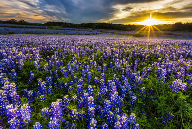 Texas bluebonnet field in sunset at Muleshoe Bend Recreation Area Texas bluebonnet field in sunset at Muleshoe Bend Recreation Area lupine flower stock pictures, royalty-free photos & images