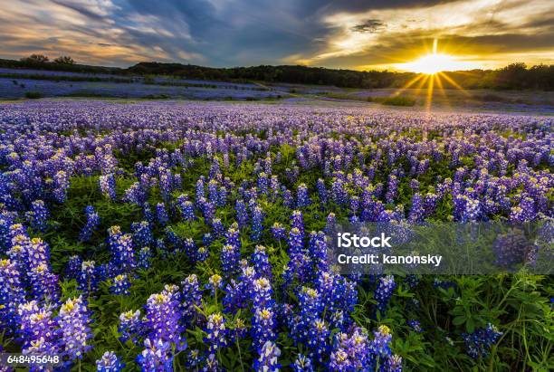 Texas Bluebonnet Field In Sunset At Muleshoe Bend Recreation Area Stock Photo - Download Image Now