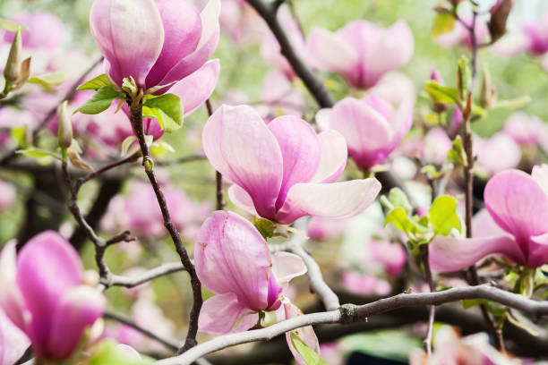 istock Bloomy magnolia tree with big pink flowers 648501406