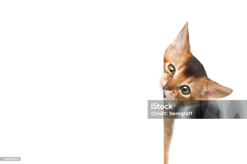 Gattino abissino su sfondo bianco isolato - Foto stock royalty-free di Gatto domestico