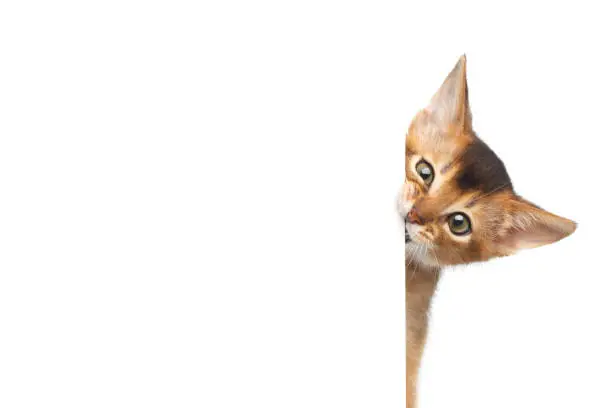 Photo of Abyssinian Kitty on Isolated White Background