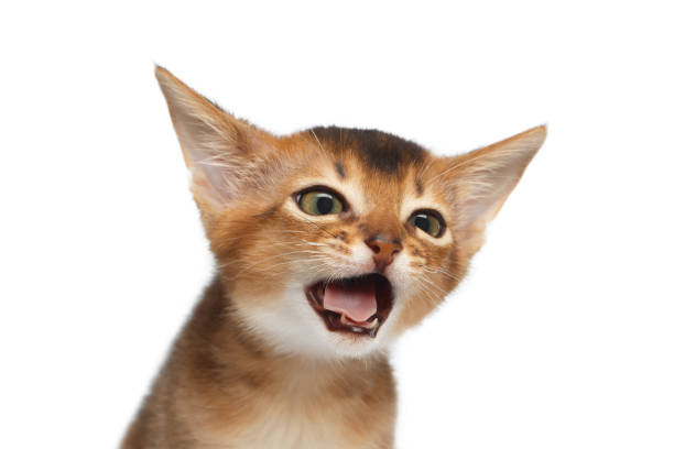 istock Portrait of Abyssinian Kitty on Isolated White Background 648506748