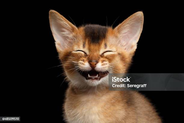 Abyssinian Kitty On Isolated Black Background Stock Photo - Download Image Now - Domestic Cat, Happiness, Laughing