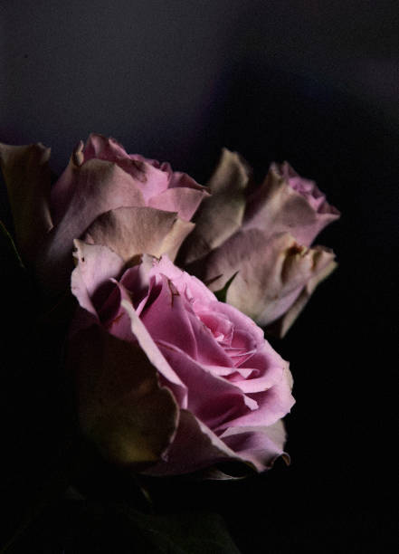 istock Perspective of roses 648512024