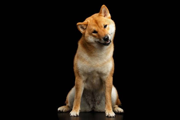 istock Shiba inu Dog, Isolated Black Background 648515146