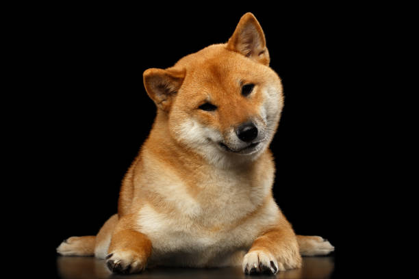 istock Shiba inu Dog, Isolated Black Background 648515744