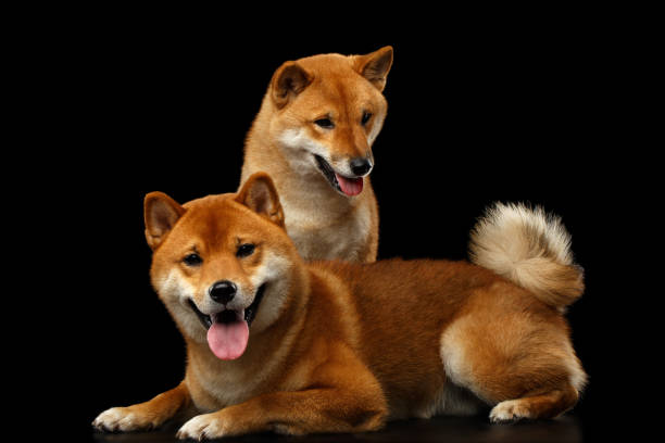 istock Two Shiba inu Dogs, Isolated Black Background 648515870
