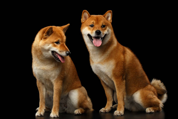 istock Two Shiba inu Dogs, Isolated Black Background 648516000