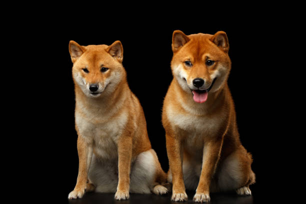 istock Two Shiba inu Dogs, Isolated Black Background 648516104