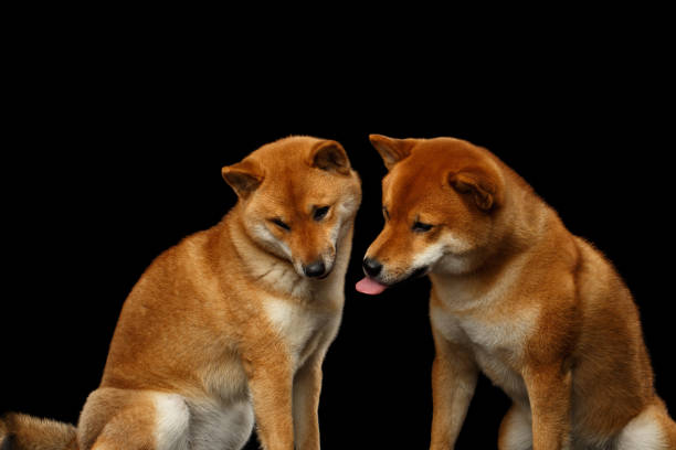 istock Two Shiba inu Dogs, Isolated Black Background 648518210