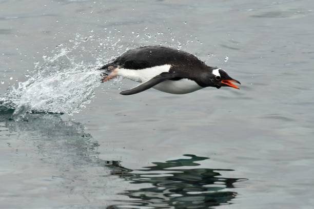 Gentoo Penguin A Gentoo Penguin leaps from the water near the Antarctic peninsula. gentoo penguin photos stock pictures, royalty-free photos & images