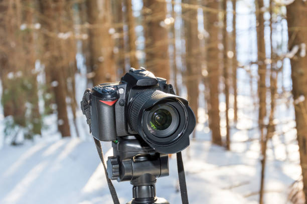 istock Photo camera on a tripod in the forest. 648520424