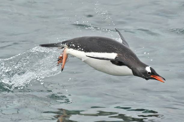 pingwin białobrewy - gentoo penguin zdjęcia i obrazy z banku zdjęć