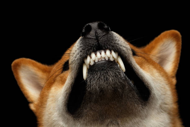istock Shiba inu Dog, Isolated Black Background 648521450