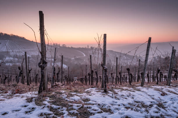 istock Winter with snow in the danw in a vineyard 648523914