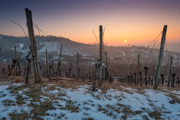 istock Sunrise in winter with snow in a vineyard 648524296