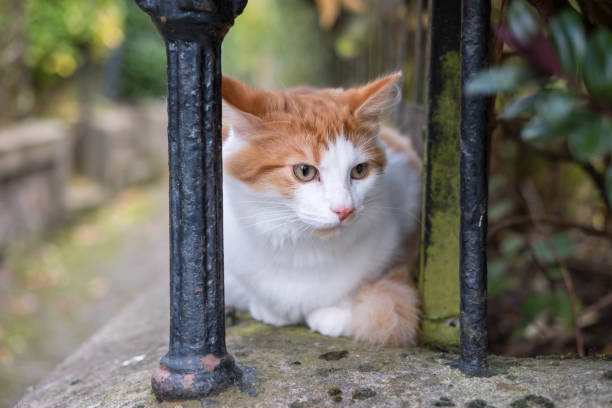 istock Orange and White Cat on the Grass 648524956