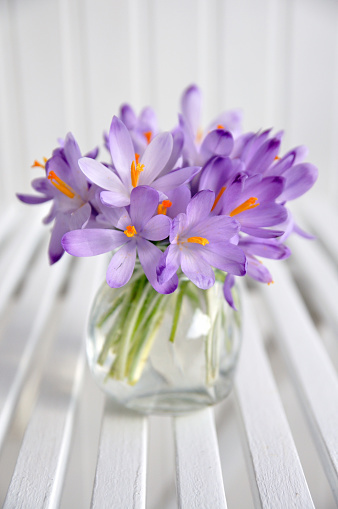 springtime arrangement: bouquet of whitewell purple crocus in vase on white table, white wall in background.