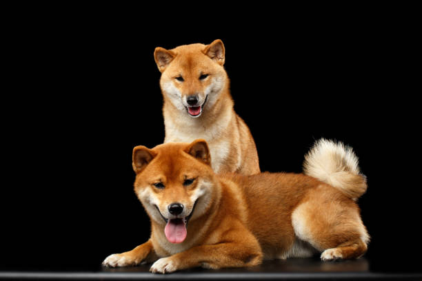 istock Two Shiba inu Dogs, Isolated Black Background 648525586