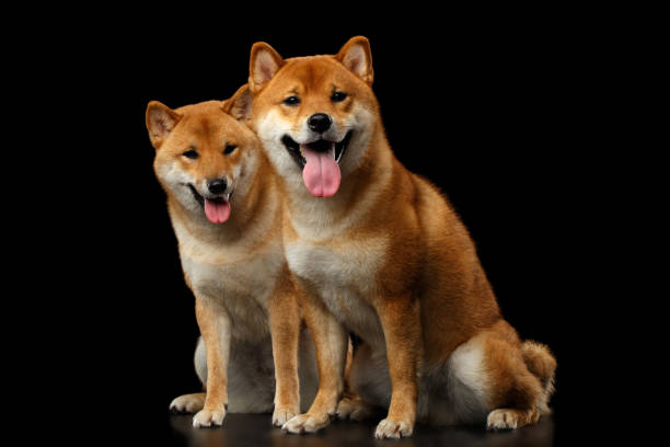 istock Two Shiba inu Dogs, Isolated Black Background 648525666