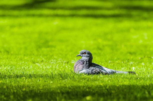 Pigeon in the fresh spring grass in the sun.