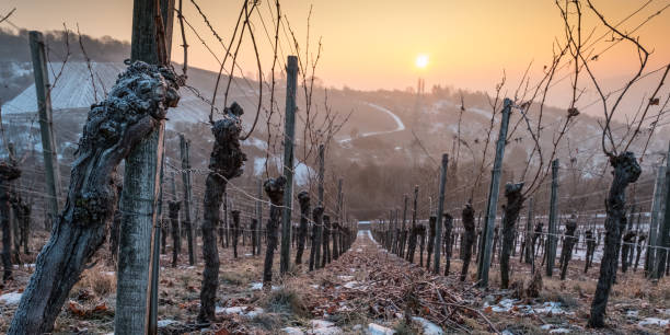 istock Old vine in sunset with ice and snow 648526638