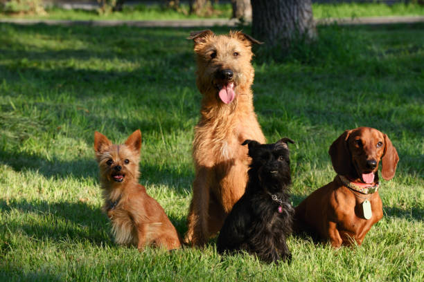 vier hunde auf dem rasen - vier tiere stock-fotos und bilder