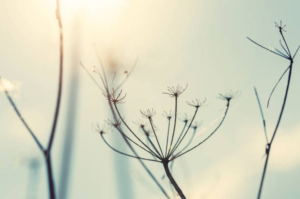 istock Wild grasses against the sky at sunset. 648529128