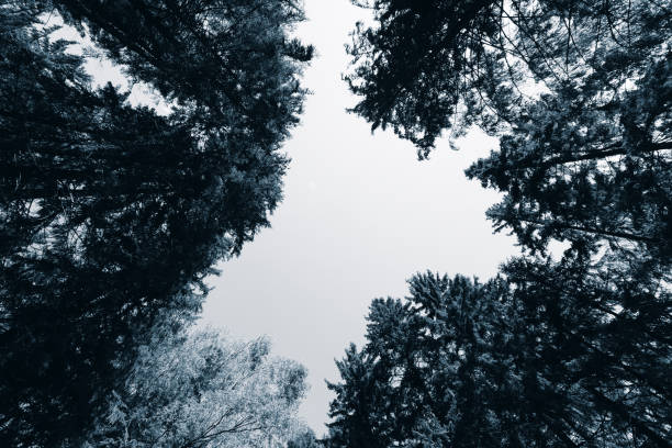 A view up into the trees direction sky