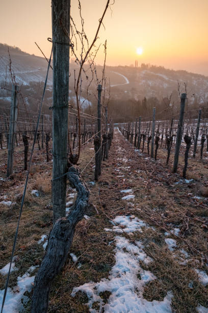 istock Gnarled vine in a vineyard in winter with snow 648532664