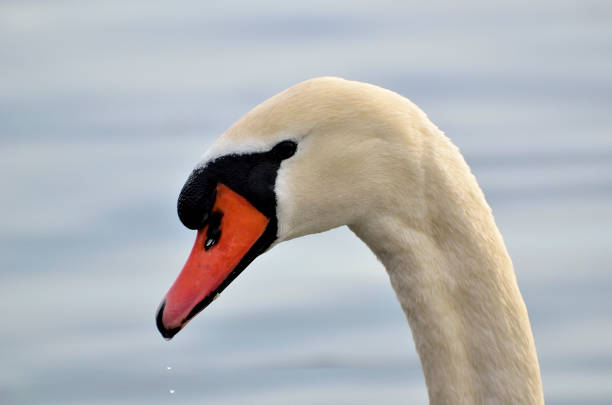 istock mute swan in the lake 648543410