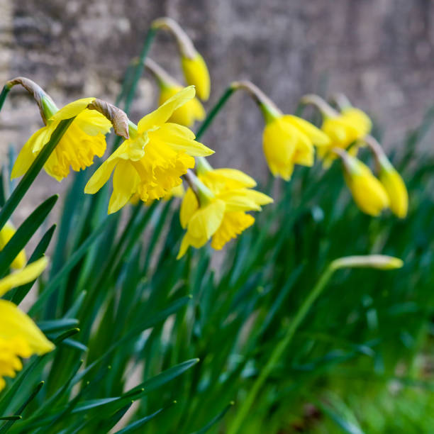 istock Yellow Daffodil Easter Narcissus Flowers Blooming, Stone Wall Background 648543634