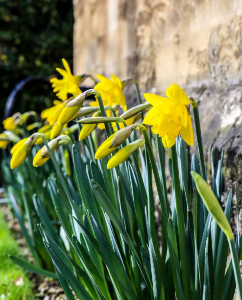istock Yellow Daffodil Easter Narcissus Flowers Blooming, Stone Wall Background 648544446