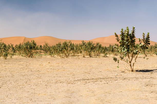 Sand dunes and trees in desert Erg Chegaga, Morocco stock photo