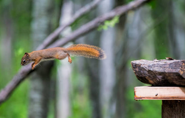istock Leap of Faith 2 648547812