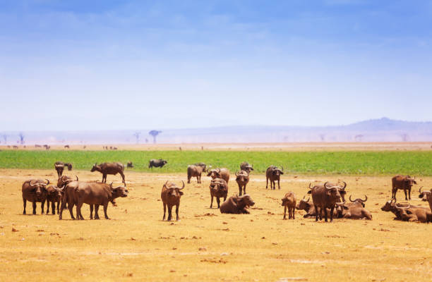 Big herd of buffalos pasturing at Kenyan savannah, Africa