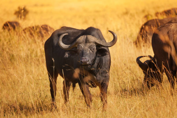 istock Male buffalo bull standing on dry grass plain 648550756
