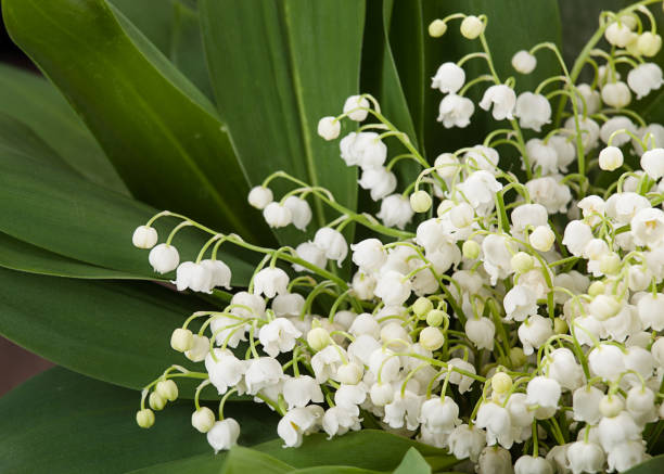 istock lily of the valley 648551034
