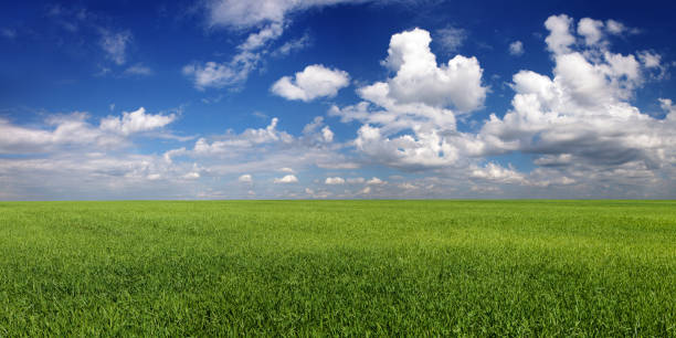 istock Panorama. Calm cloudy sky over green field 648551306
