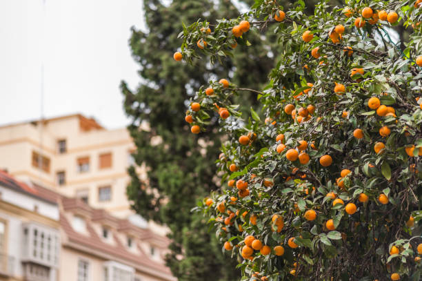 istock Renaissance architecture and lush green foliage with orange fruit trees in the foreground. 648554312