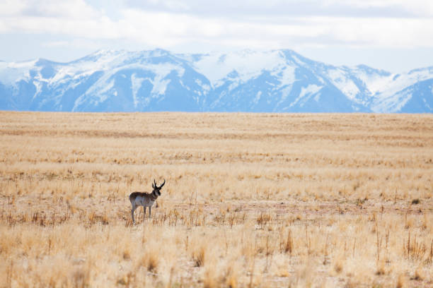 istock Deer standing alone at deserts of Antelope Island 648554318