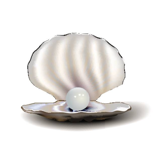 istock Realistic mother of pearl shell with pearl and shadow, isolated on white background. 648554638