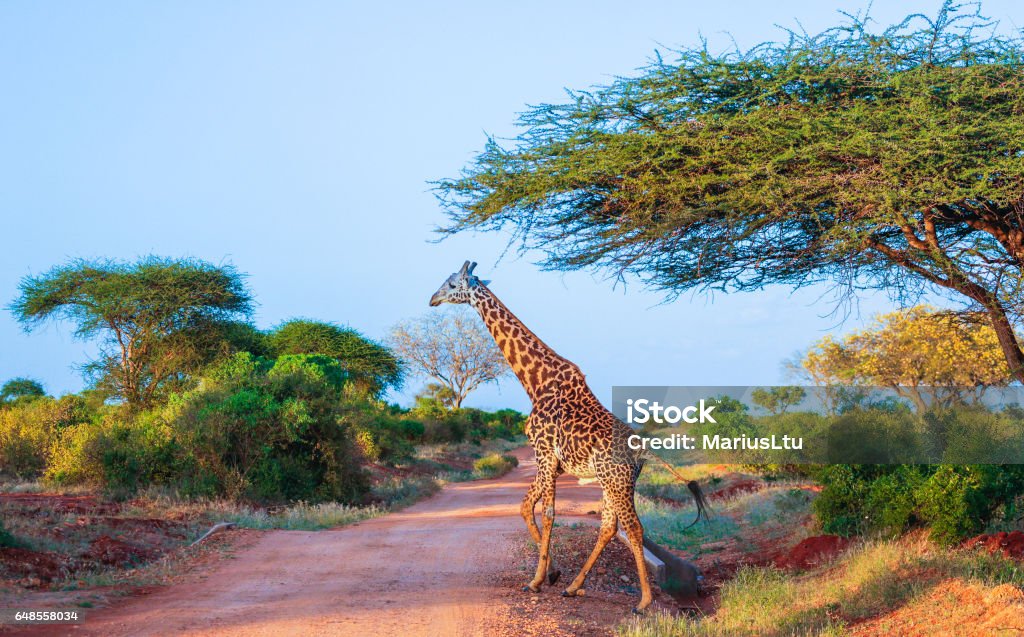 Jirafa en este parque de Tsavo en Kenia - Foto de stock de Este libre de derechos