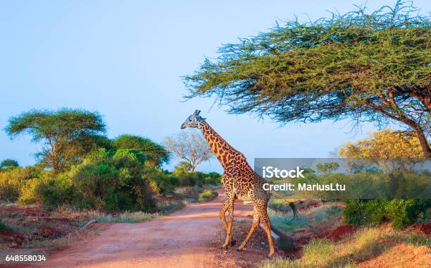 Jirafa En Este Parque De Tsavo En Kenia Foto de stock y más banco de imágenes de Este - Este, Parque natural, Aire libre