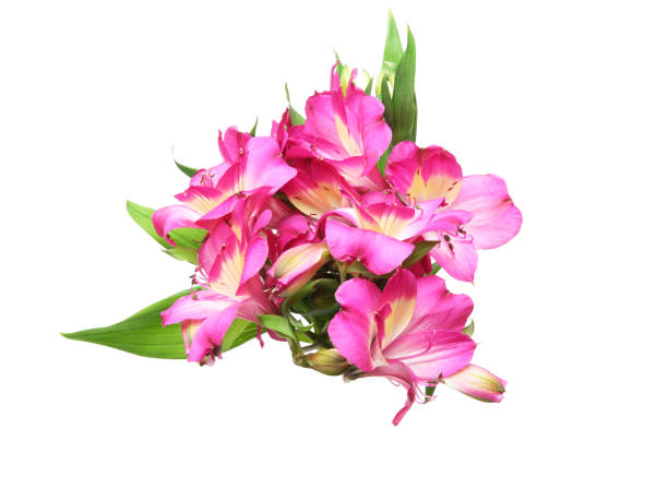 istock Alstroemeria in a white background 648568042