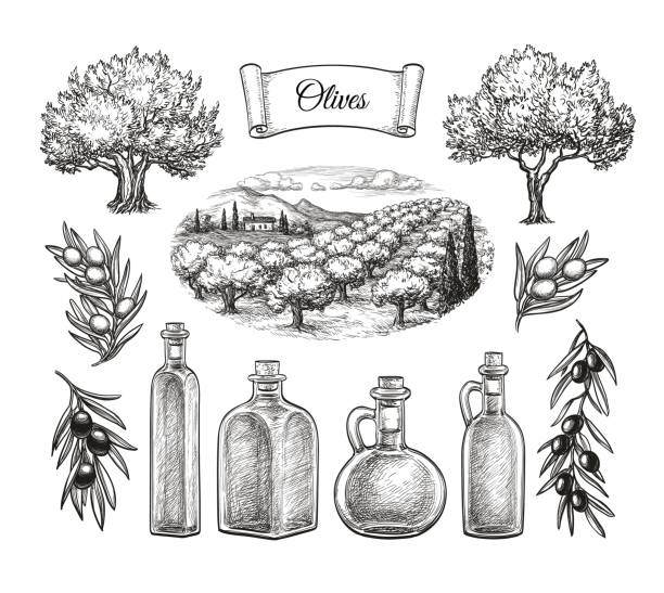 olive groß eingestellt. - olive tree illustrations stock-grafiken, -clipart, -cartoons und -symbole