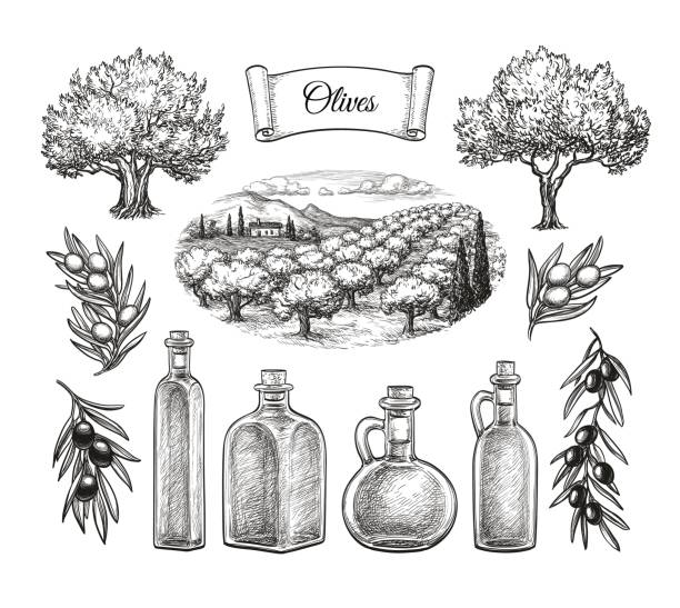 ilustraciones, imágenes clip art, dibujos animados e iconos de stock de conjunto grande de oliva. - aceite de oliva