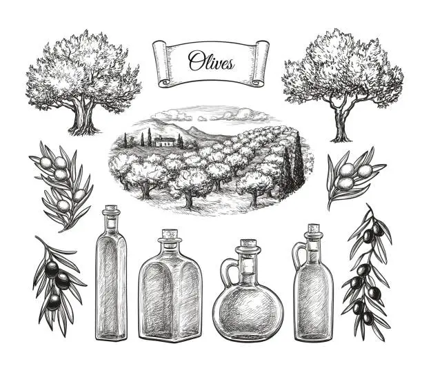 Vector illustration of Olive big set.