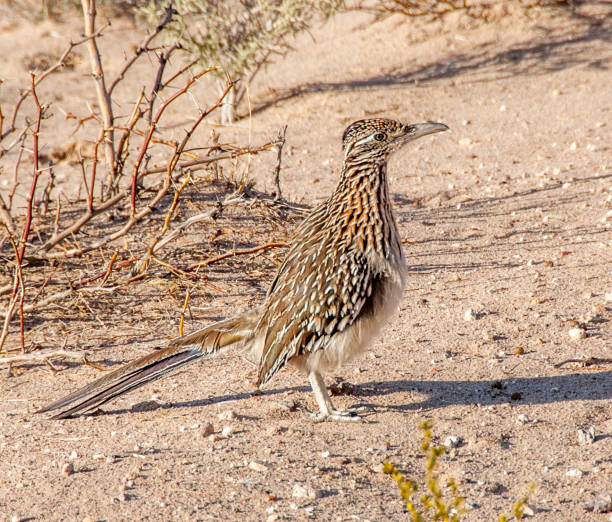 istock Roadrunner at Las Cruces Flood Control Dam Recreation Area 648568744